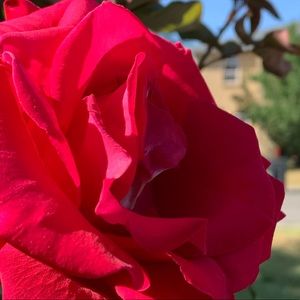 Meet your Posher, Eva